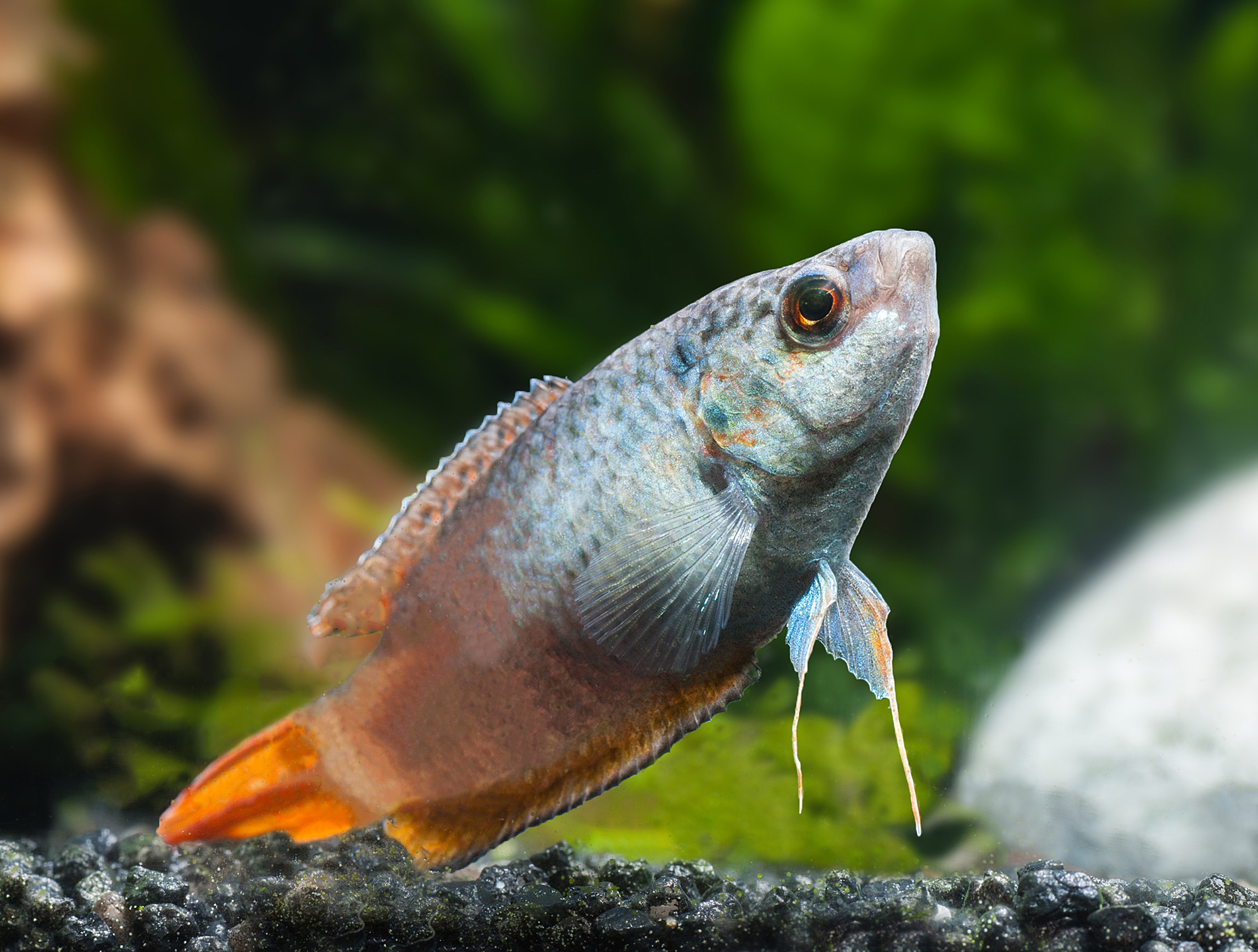 Aquarium einrichten | Tetra Aquaristik Blog