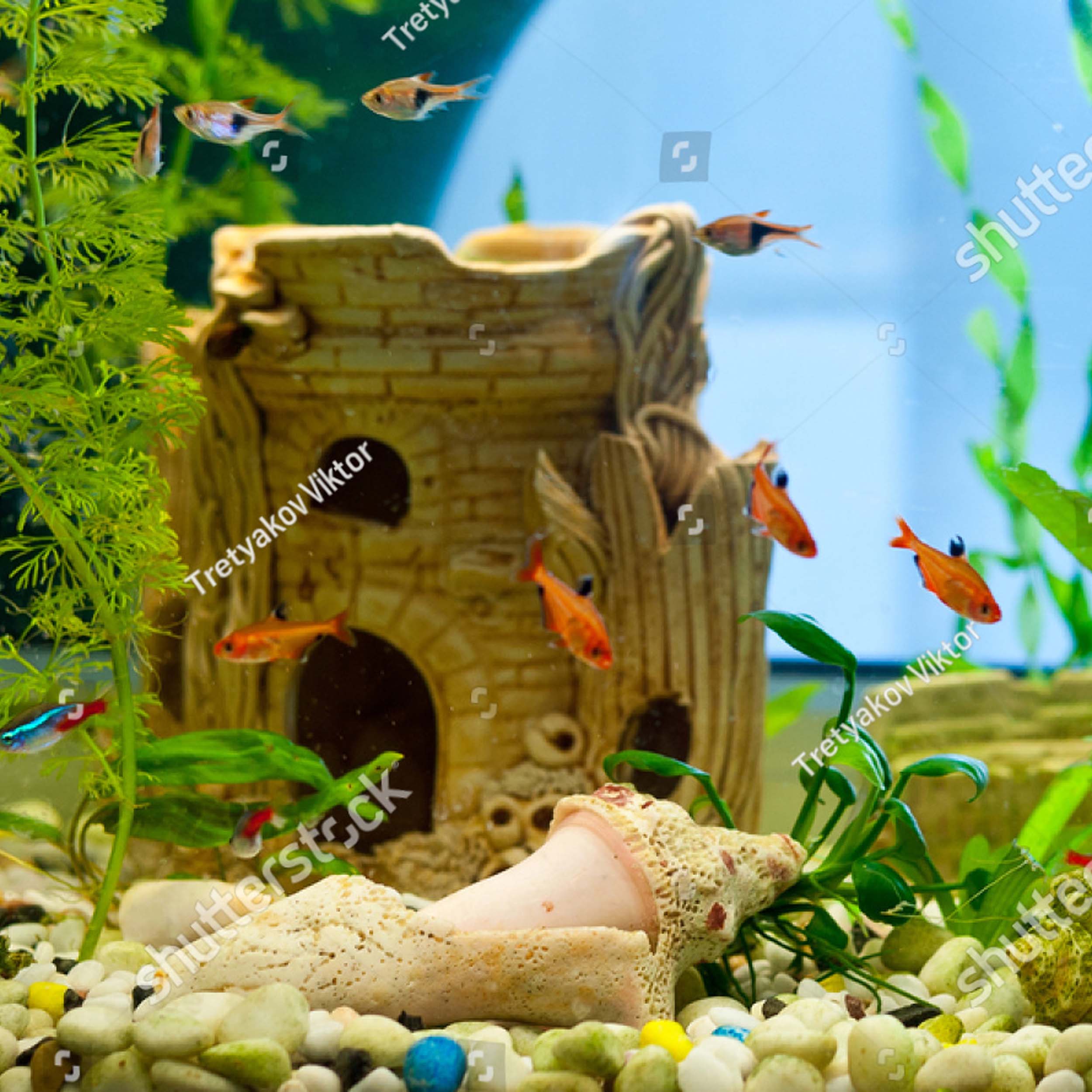 60l aquarium für anfängerfische Besetzungsvorschlag Besatz