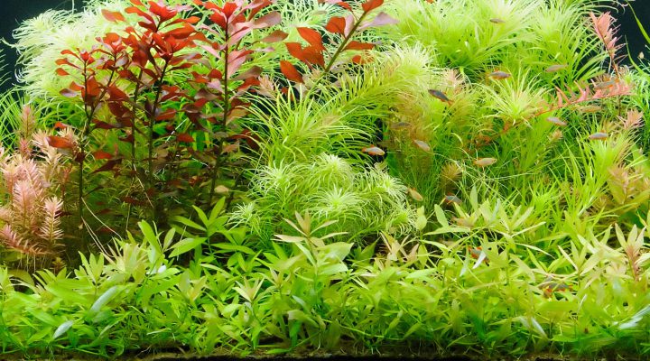 Aqurienpflanzen Aquarium Bepflanzung Wasswerte Sauerstoff Kohlenstoffdioxid Photosynthese