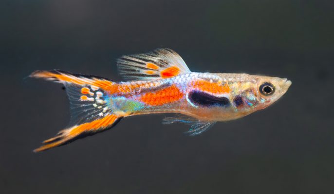 Endler-Guppy-(Poecilia-wingei) - Fische für Anfänger - Aquarium