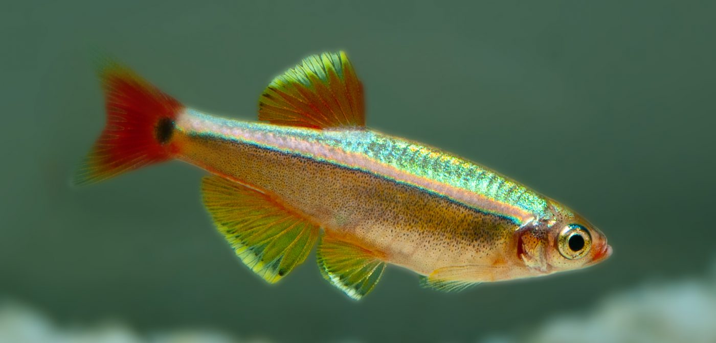 Kardinalfischs (Tanichthys albonubes) - Fische für Anfänger - Aquarium