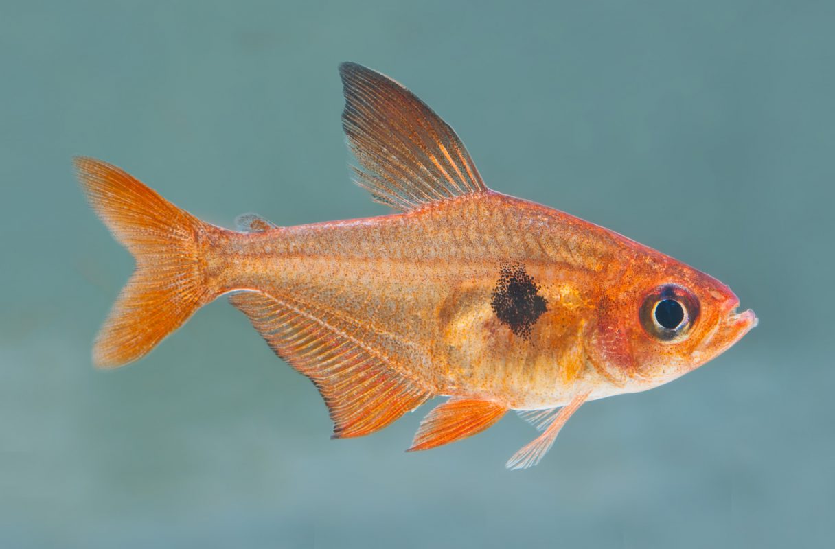 Roter-Phantomsalmler-(Hyphessobrycon-sweglesi)-Fische für Anfänger-Aquarium