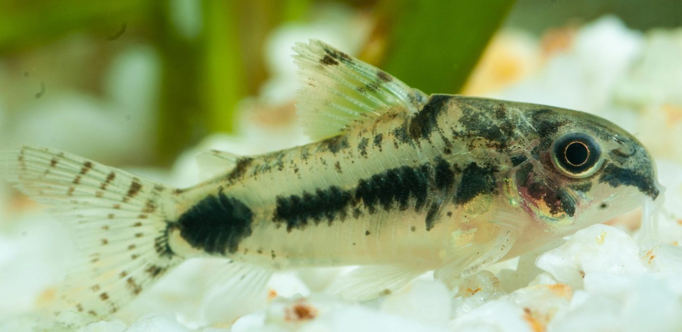 Schachbrett-Zwergpanzerwels (Corydoras Habrosus) - Fische für Anfänger - Aquarium