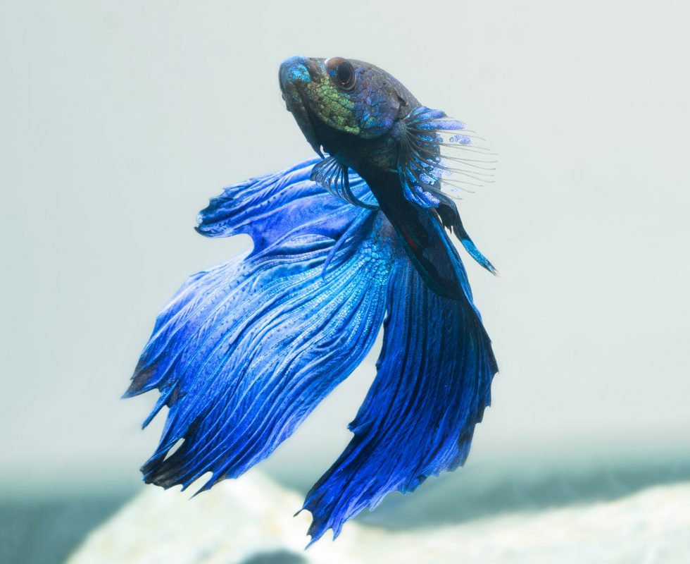 Siamesischer Kampffisch (Betta splendens) | Tetra Aquaristik Blog