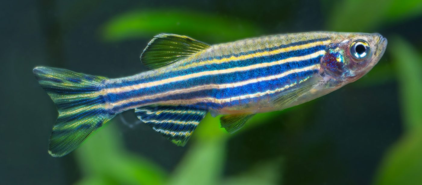 Zebrabaerbling-(Danio-rerio) - Fische für Anfänger - Aquarium