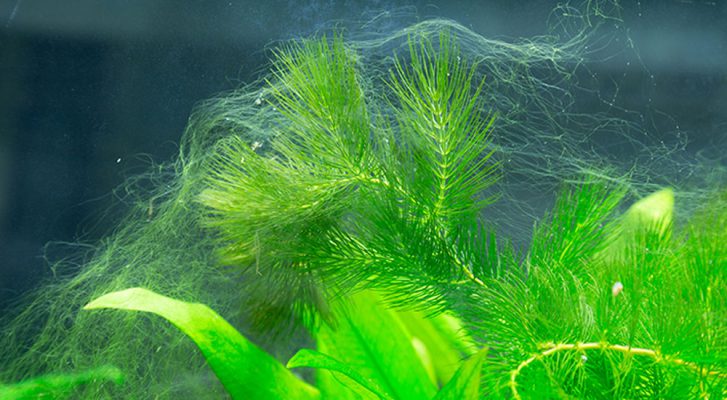 Ursachen von Algen im Aquarium - Algen - Aquarium - Algenbekämpfung