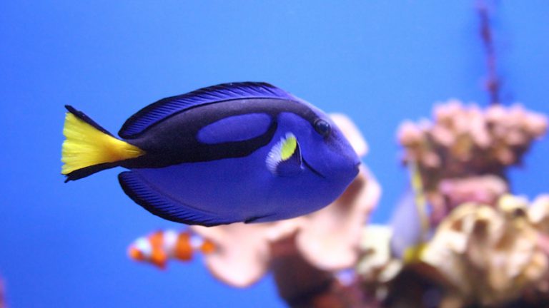 Woher Hat Der Doktorfisch Seinen Namen Wehrreicher Paletten-Doktorfisch - Tetra Aquaristik Blog