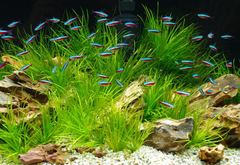 Filterbakterien im Aquarium - Tetra Aquaristik Blog