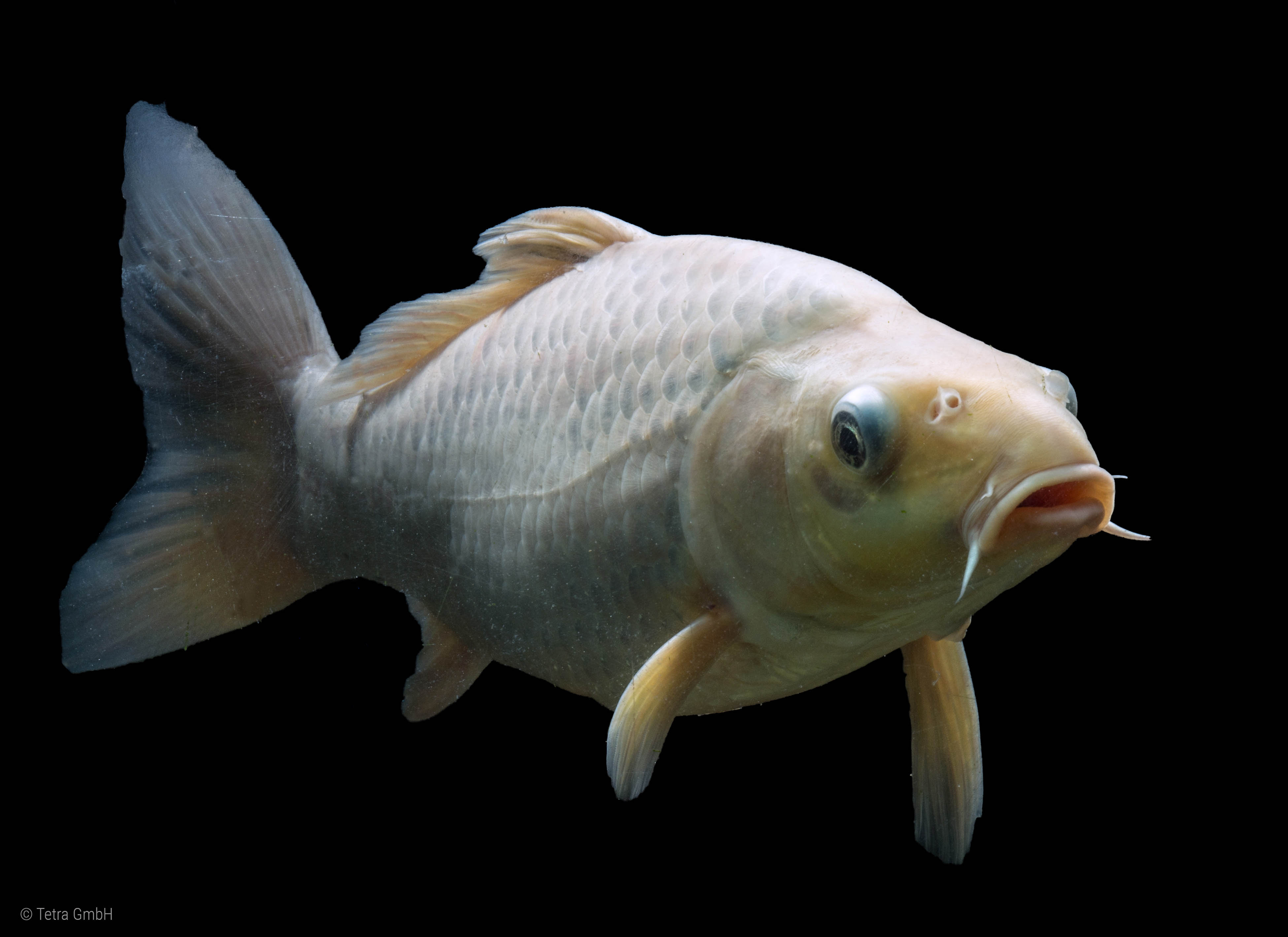 Koi (Cyprinus carpio ) Tetra Aquaristik Blog