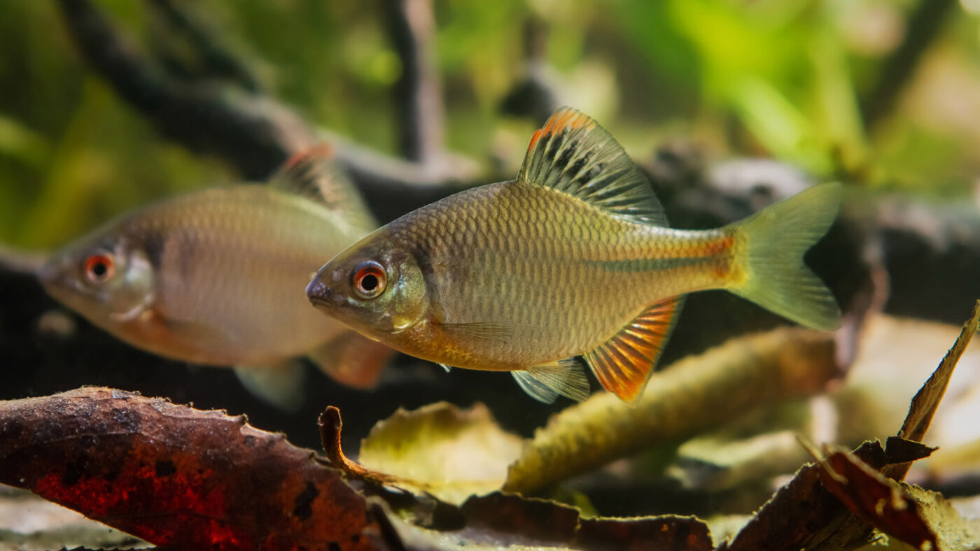 Seitenansicht zweier Bitterlinge (Rhodeus sericeus amarus) unter Wasser