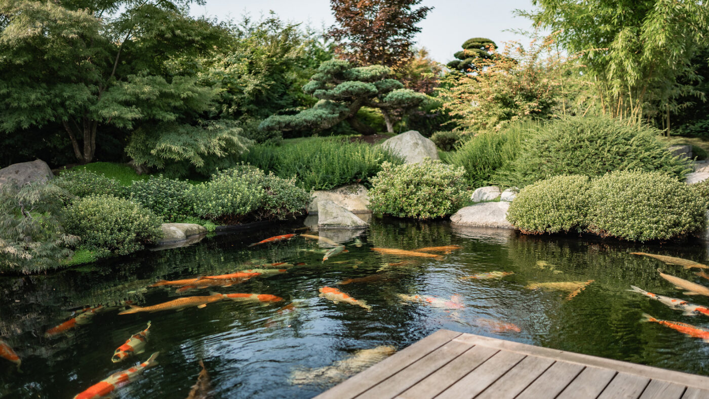 Ansicht eines schönen Gartenteichs mit vielen verschiedenen Fischen