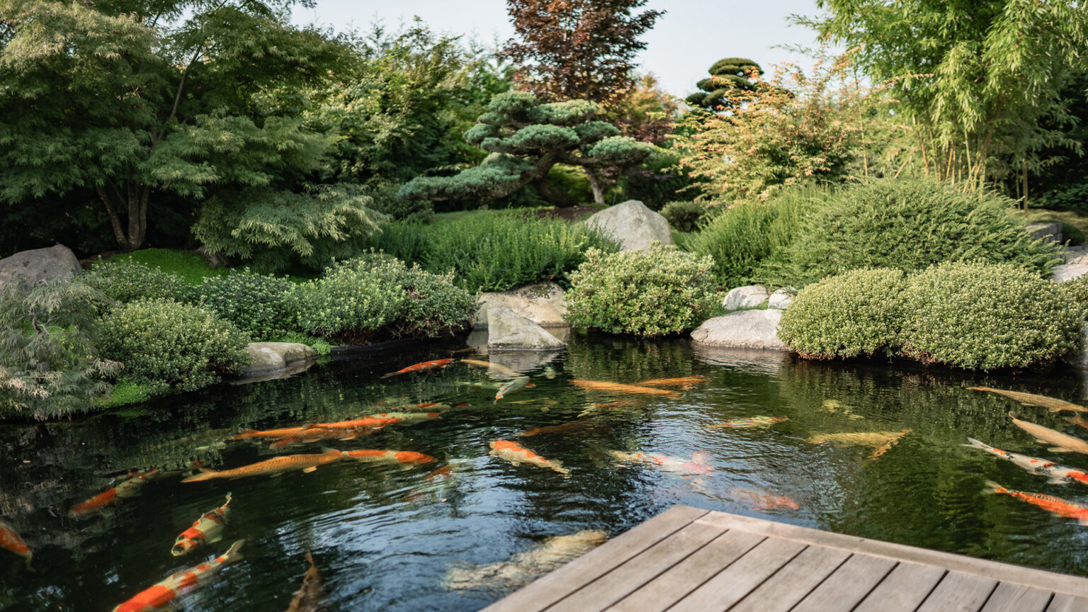 10 Fische für den Gartenteich Tetra Aquaristik Blog