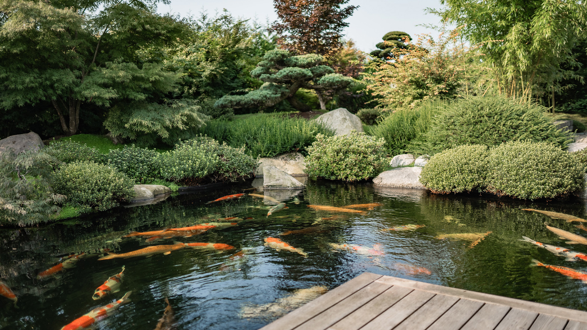 10 Fische für den Gartenteich Tetra Aquaristik Blog