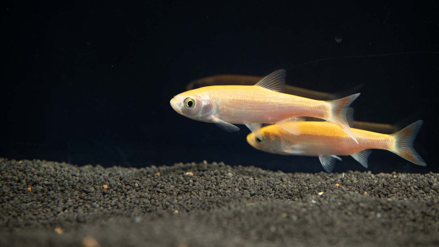 Seitenansicht zweier Goldorfen (Leuciscus idus) unter Wasser