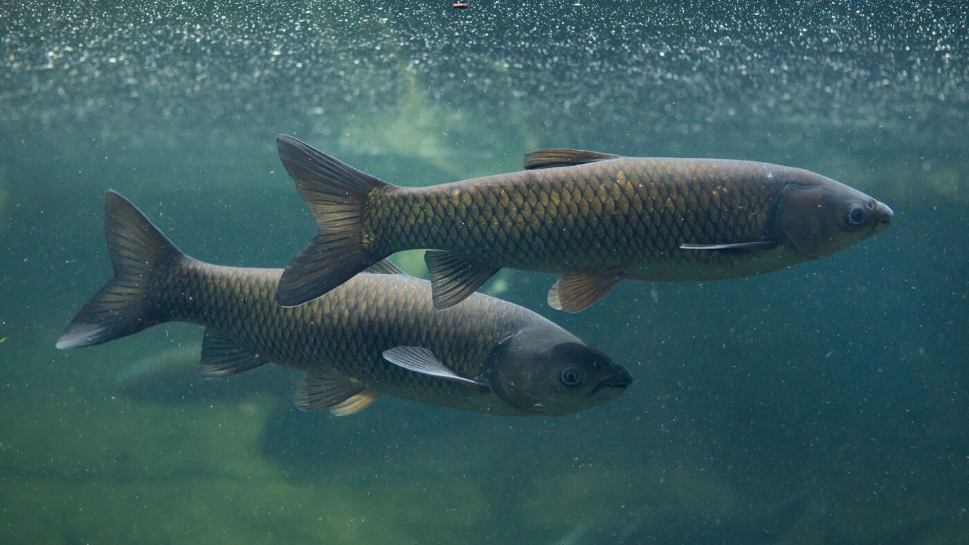 Unter Wasser Ansicht zweier Graskarpfen (Ctenopharyngodon idella)