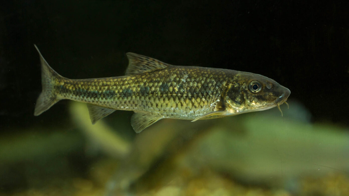 Unter Wasser Seitenansicht eines Gründling (Gobio gobio)