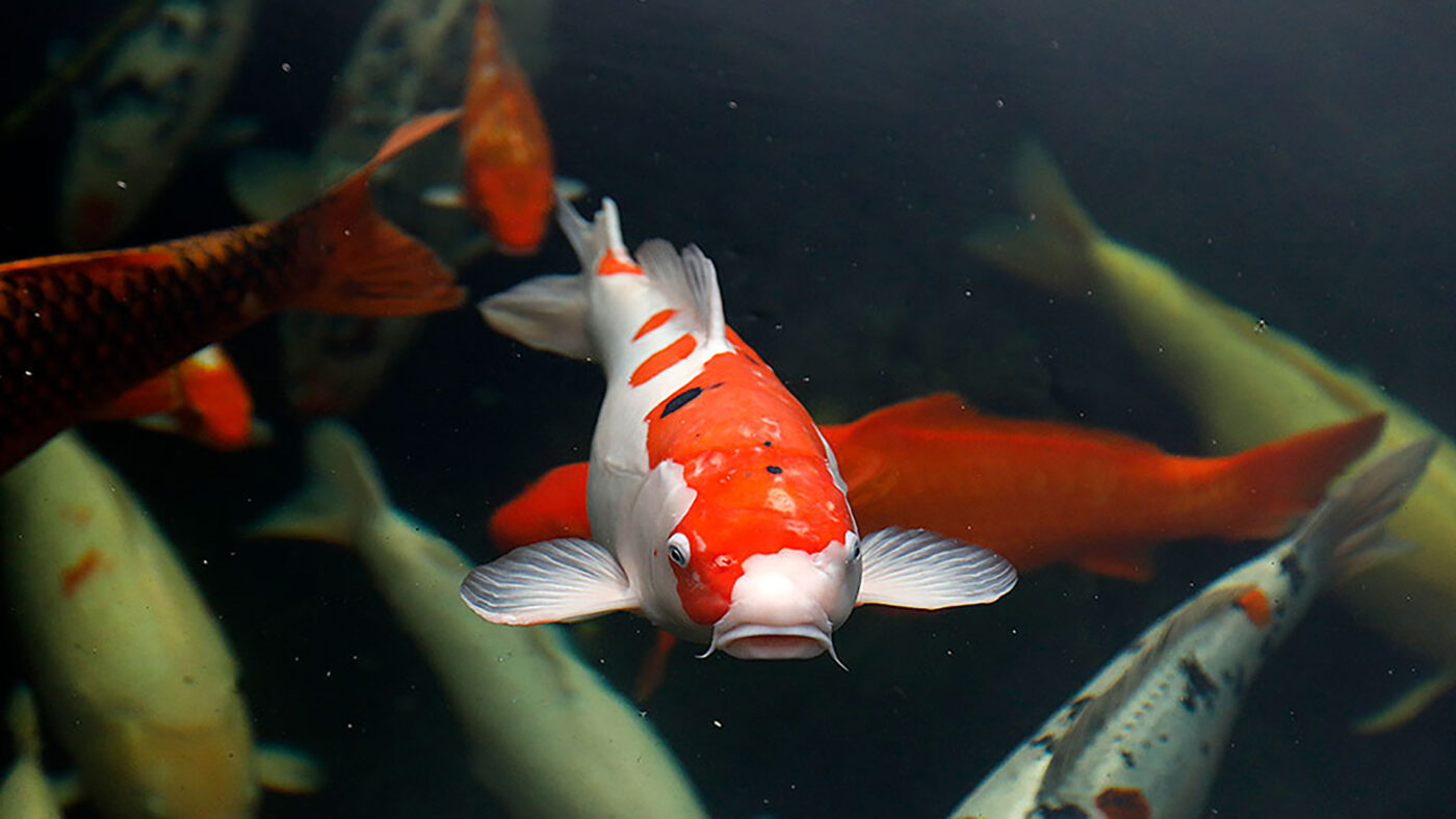 Frontansicht unter Wasser eines Koi (Cyprinus carpio)