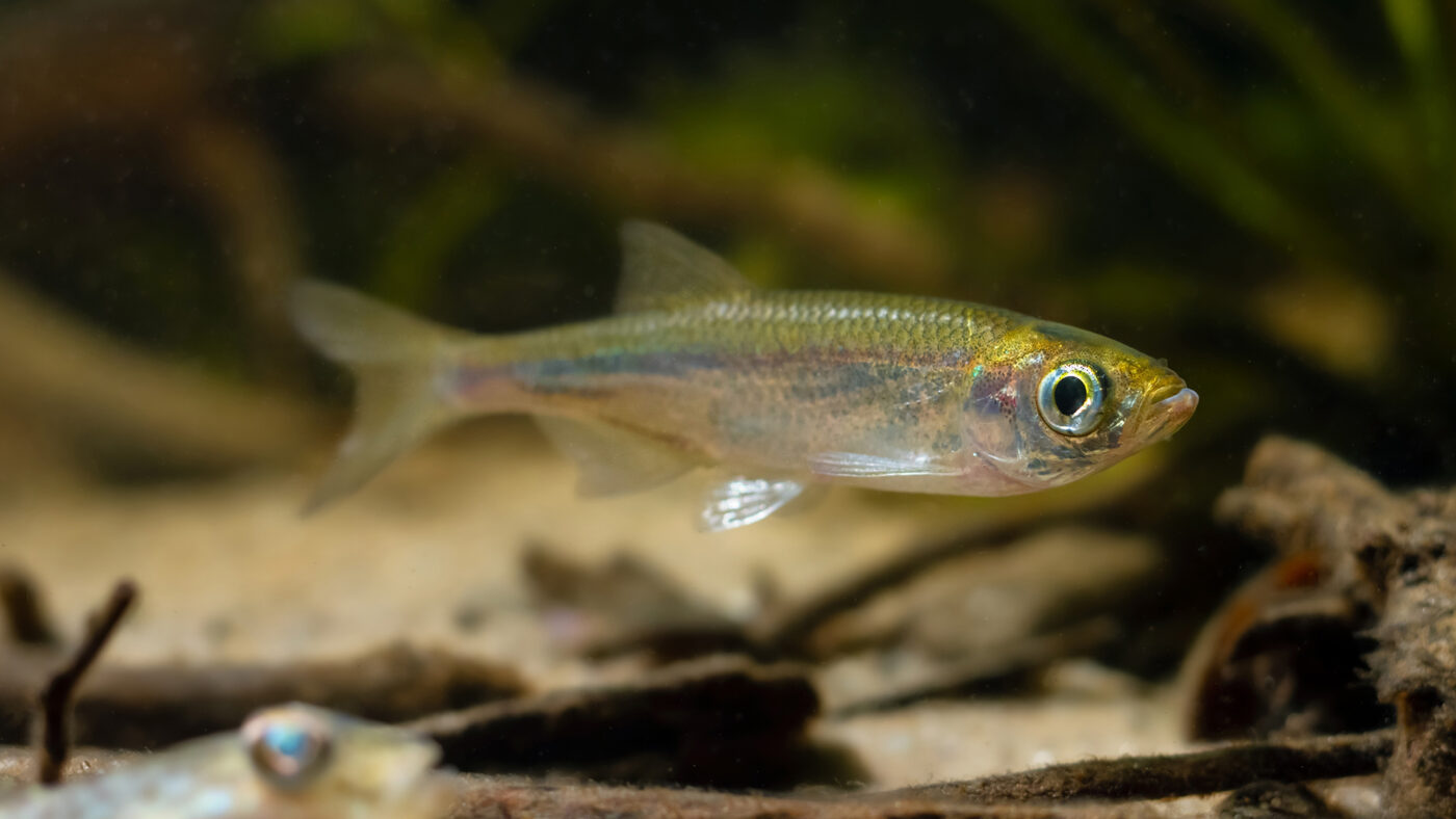 Unter Wasser Seitenansicht eines Moderlieschen (Leucaspius delineatus)