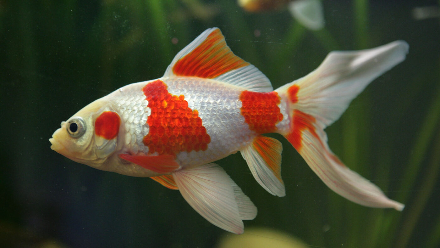 Seitenansicht eines Goldfischs (Carassius auratus auratus)