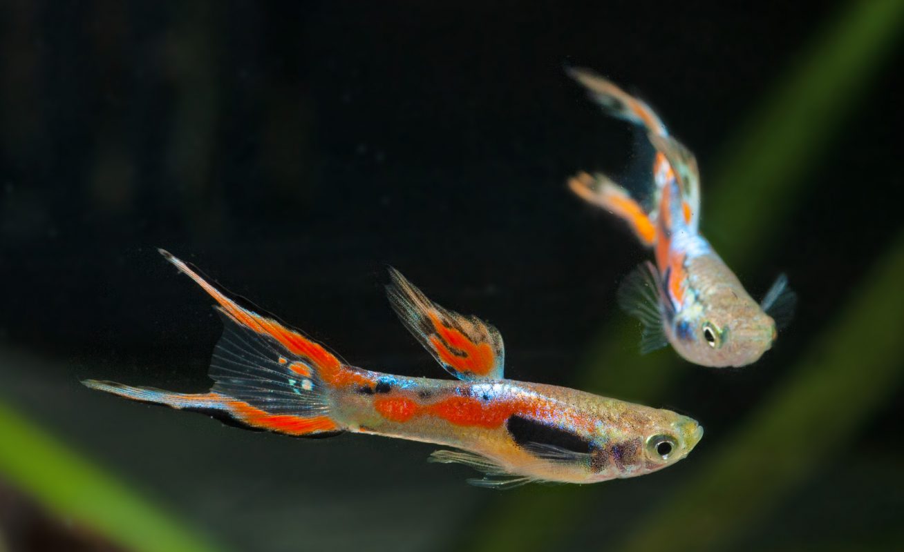 Endler-Guppy-(Poecilia-wingei) - Fische für Anfänger - Aquarium