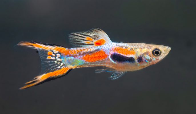 Endler Guppy (Poecilia wingei) Tetra Aquaristik Blog