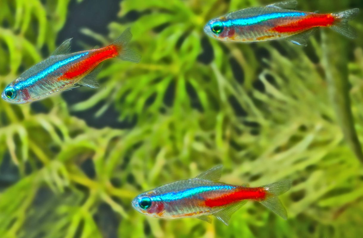 Neonsalmler (Paracheirodon innesi) - Schwarm - Fische für Anfänger - Aquarium