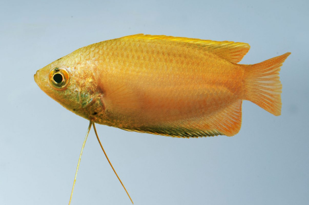 10 Fische für Anfänger - Honiggurami - Trichogaster chuna