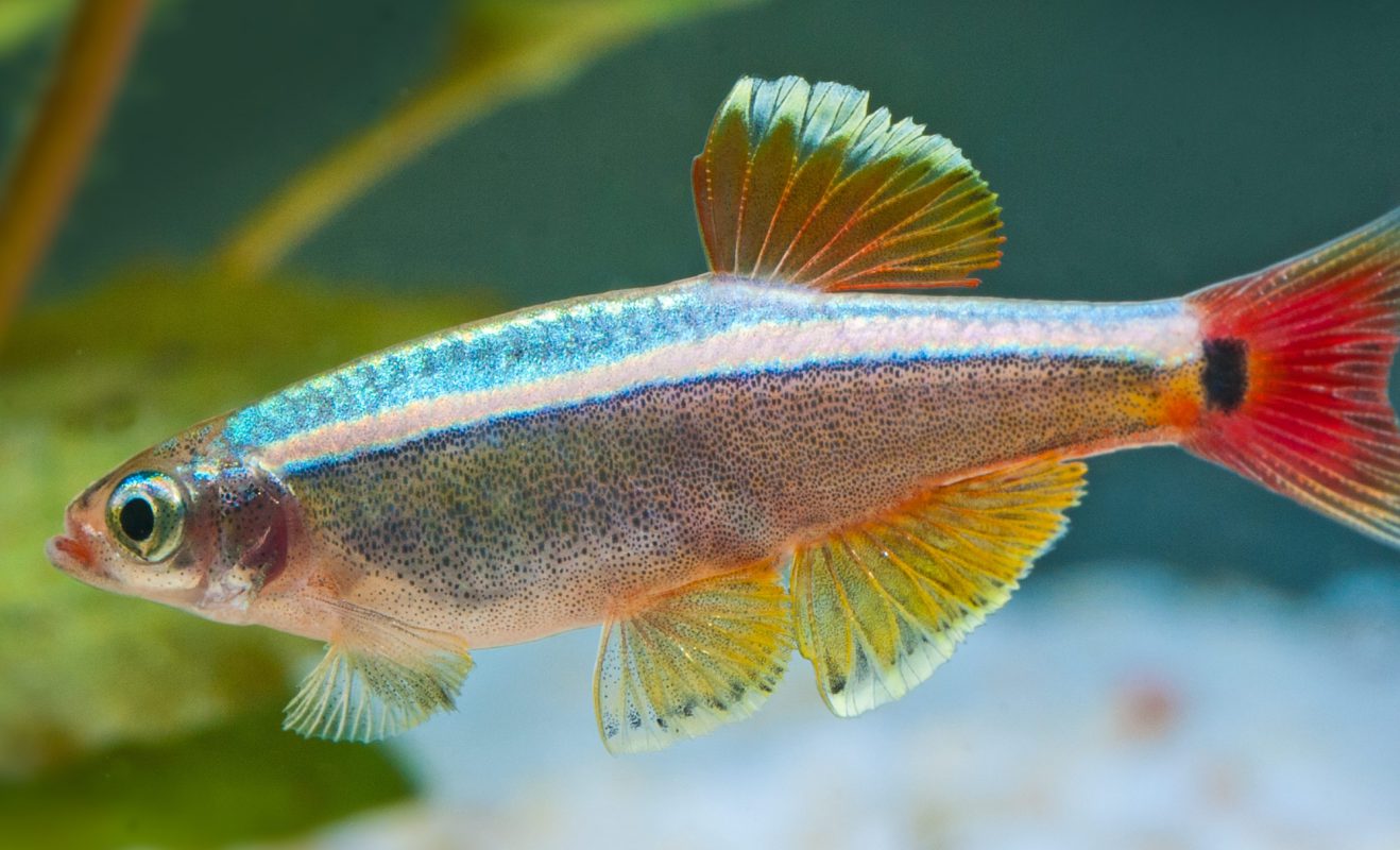 Kardinalfischs (Tanichthys albonubes) - Fische für Anfänger - Aquarium
