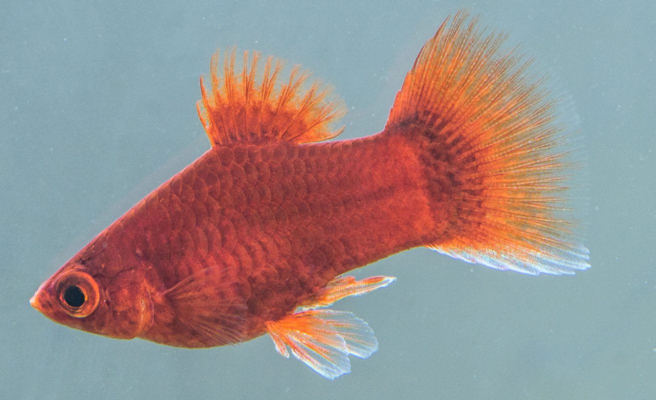 Korallenplaty-(Xiphophorus-maculatus) - Fische für Anfänger - Aquarium
