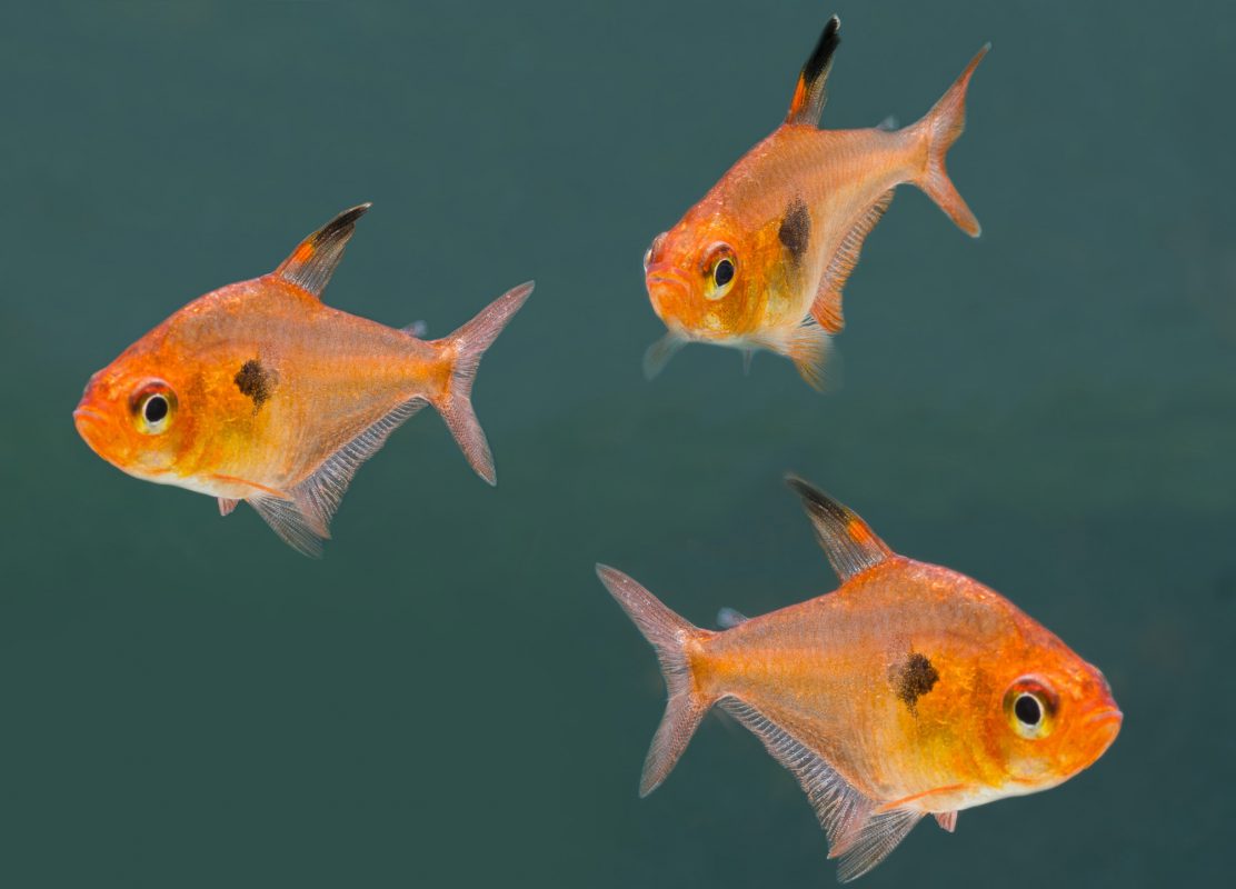 Roter-Phantomsalmler-(Hyphessobrycon-sweglesi)-Fische für Anfänger-Aquarium