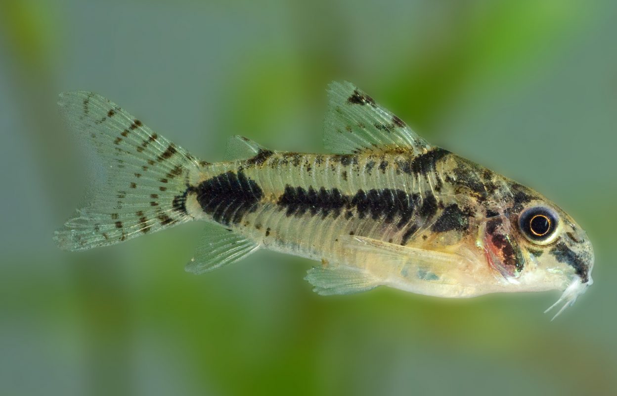 Schachbrett-Zwergpanzerwels (Corydoras Habrosus) - Fische für Anfänger - Aquarium