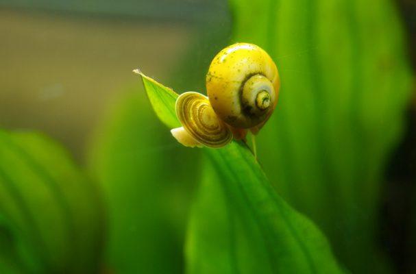 Apfelschnecke (Pomacea) - Schnecken im Aquarium