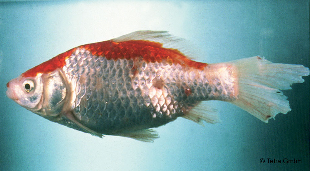 Fischkrankheiten Tetra Aquaristik Blog