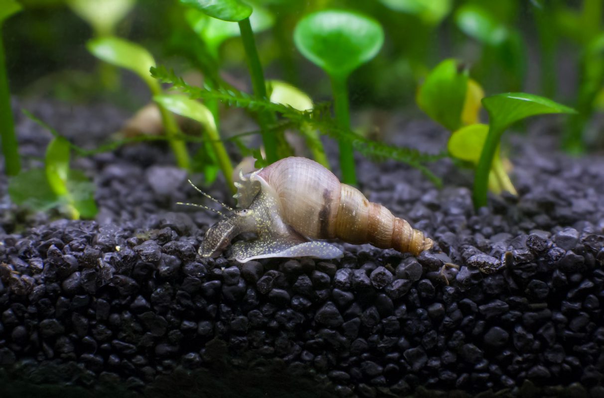 Malaiische Turmdeckelschnecke (Melanoides tuberculata) - Schnecken im Aquarium