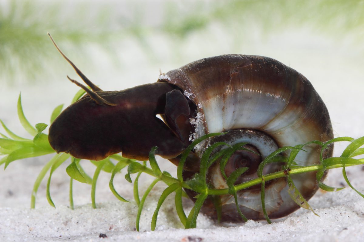 Posthornschnecke (Planorbarius corneus)