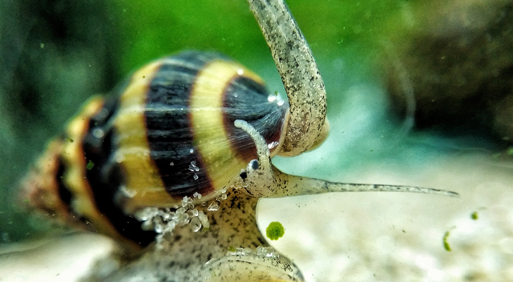 Nützliche Raubschnecken Tetra Aquaristik Blog
