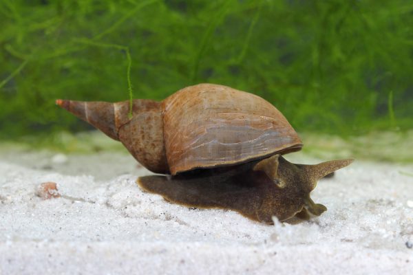 Spitzhornschnecke (Lymnaea stagnalis) - Schnecken im Aquarium