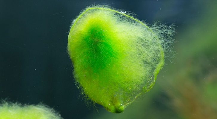 Ursachen von Algen im Aquarium - Algen - Aquarium - Algenbekämpfung