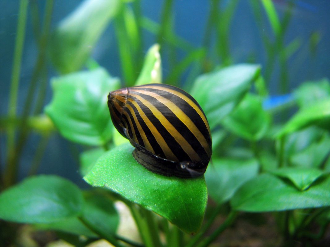 Zebra-Rennschnecke (Neritina natalensis) - Schnecken im Aquarium