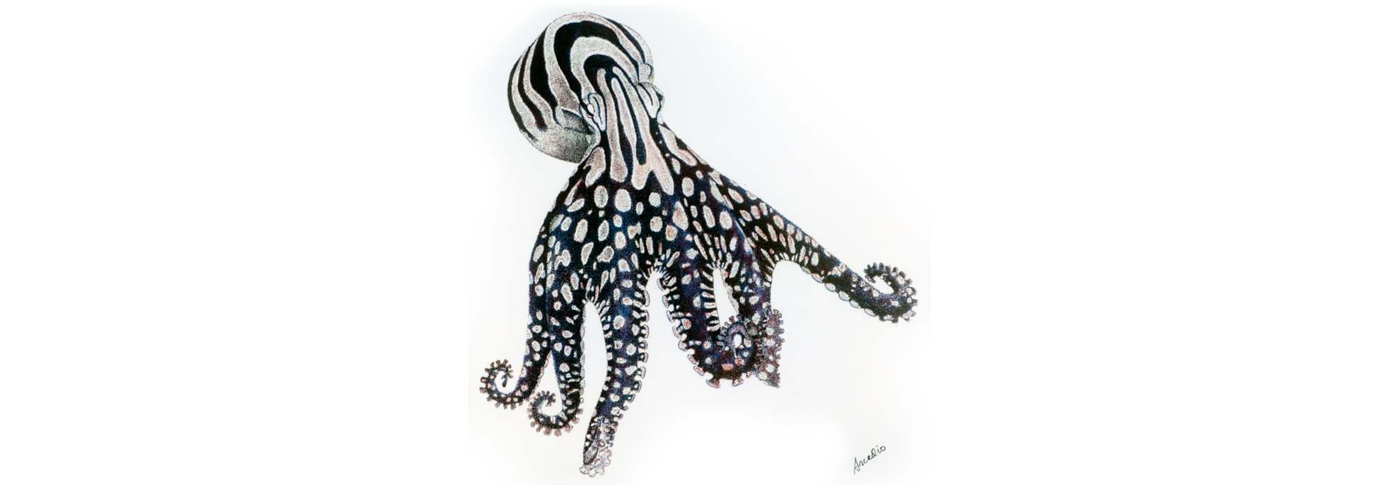 Oktopus versetzt Forscher in Erstaunen | Tetra Aquaristik Blog