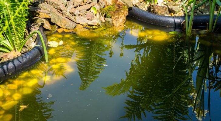 Schwebealgen färben Teichwasser grün Tetra Aquaristik Blog