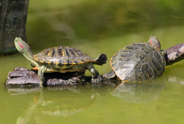 Aquarium Wasserschildkröten Aquarium Wasserschildkröten