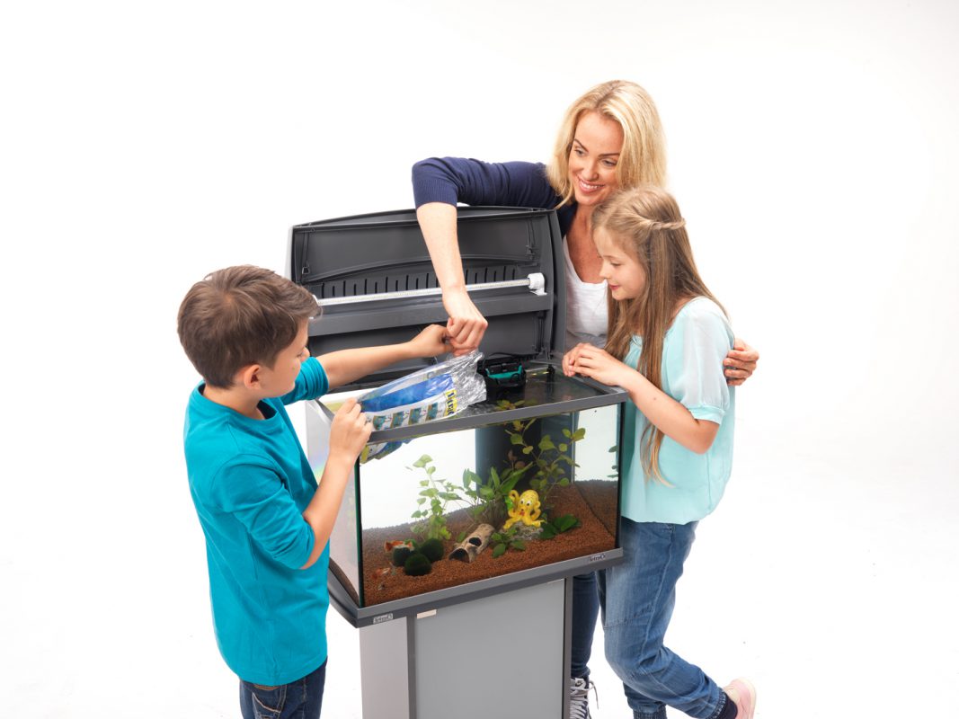 Aquarium einrichten Aquarium einrichten leicht gemacht Schritt für Schritt Anleitung Fische einsetzen