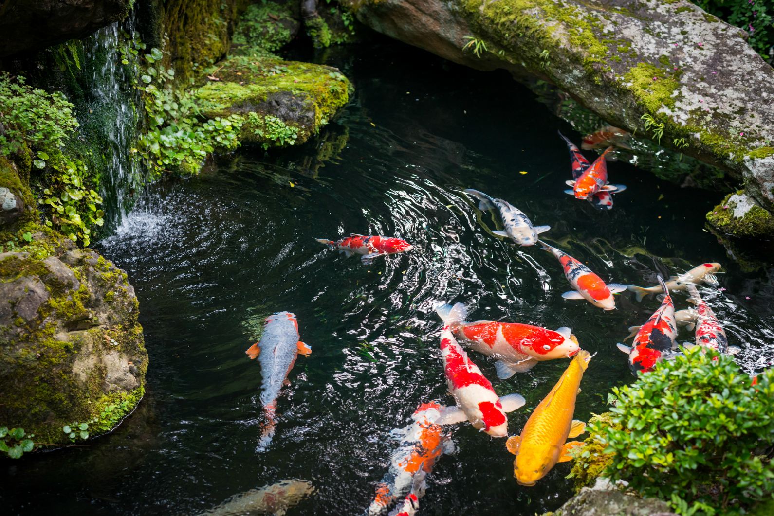 how-to-prevent-and-treat-pond-fish-diseases-tetra-advanced