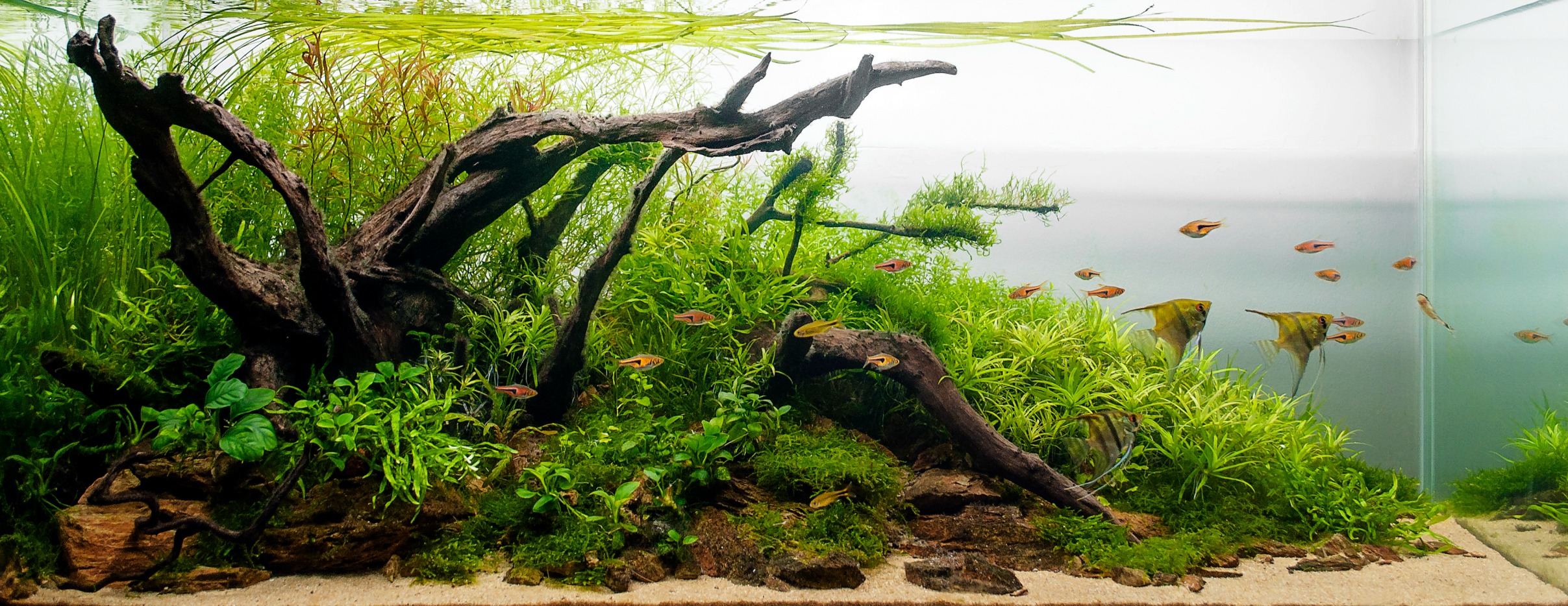 The Benefits of Aquariums on Health and Mood — Buce Plant