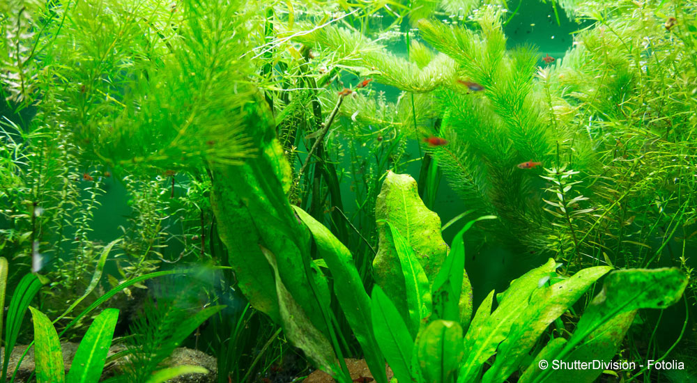 Náročné na starostlivosť o rastliny pre akvárium