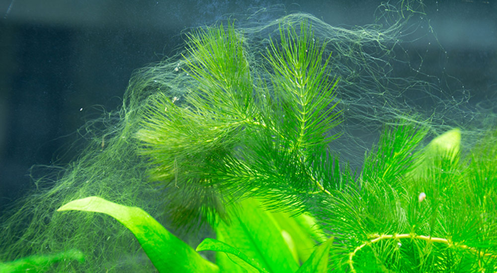 aquarium algen