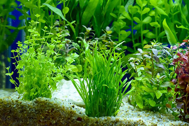 why-aren-t-my-aquarium-plants-growing-turtleholic