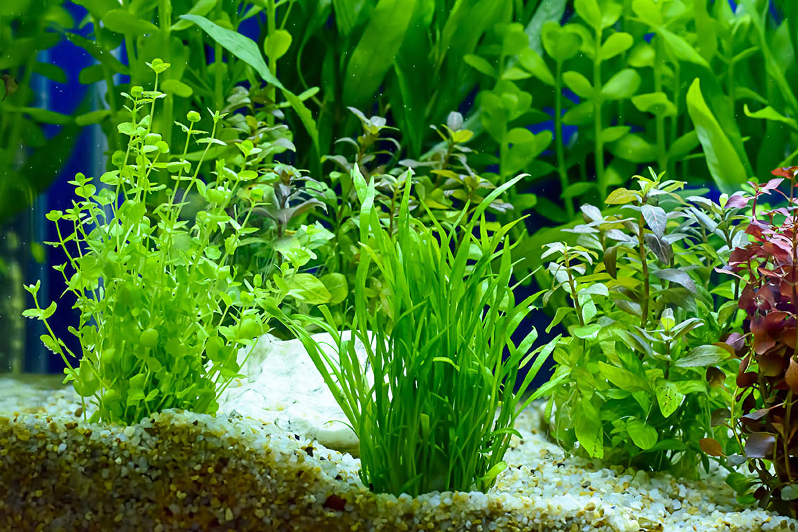 Miksi Akvaariokasvit Muuttuvat Ruskeiksi Tetra Advanced Fishkeeper 