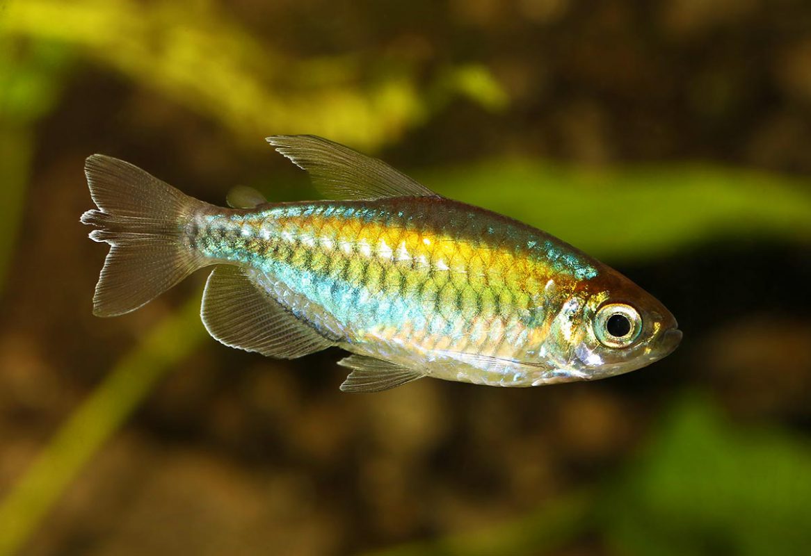 Congo tetra (Phenacogrammus interruptus) | Tetra Fishkeeper Blog